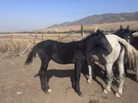Horse (M), Russian Don — photo 1