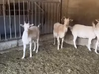 Goat, Pomellata goat — photo 2