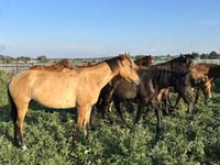 Horse (M), Bashkir horse — photo 2