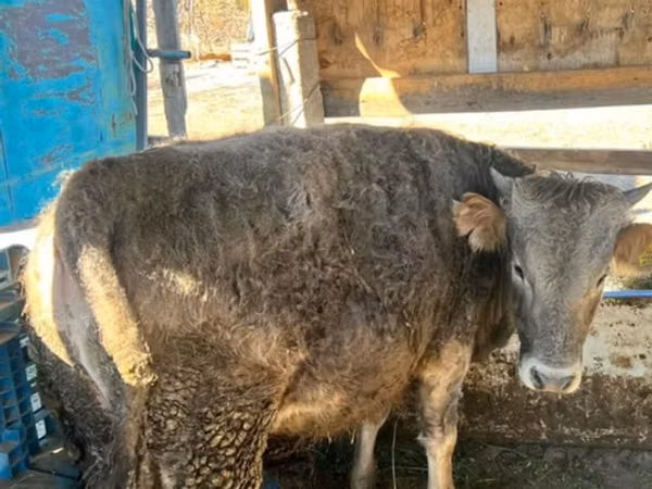 Bulle, Swiss cattle