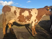 गाय, Simmental cattle — फ़ोटो 1