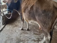 Kuh, Swiss cattle — Foto 3