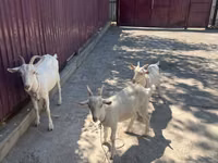 Ziege, Russian White goat — Foto 3