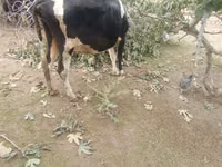 Vaca, Simmental cattle — foto 4