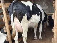Kuh, Holstein-Rasse — Foto 2