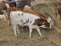 Bulle, Simmental cattle — Foto 8