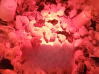 Chickens — photo 3