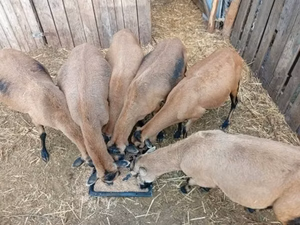 Oveja, Cameroon sheep