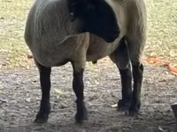 Widder, White Suffolk sheep — Foto 2