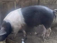 Pigs (batch, sex not specified) — photo 1