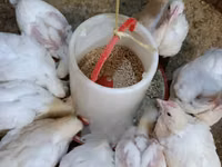 Broiler Feeds-Broiler Starter Crumb — foto 3