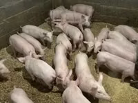 Pigs (batch, sex not specified) — photo 6