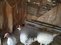 Turkeys — Foto 2