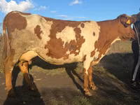 गाय, Simmental cattle — फ़ोटो 3