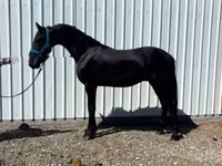 Caballo, Friesian — foto 6