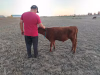 Cow, Red Steppe Cow — photo 5