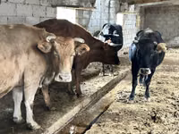 Cow, Simmental cattle — photo 2