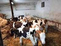 Bovinos (lote, sexo no especificado), Simmental cattle — foto 7