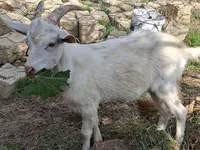 Cabras (lote, sexo no especificado), Saanen goat — foto 4