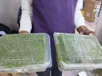 Azolla for Replanting - Big Leaves — الصورة 4