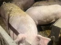 Cerdos (lote, sexo no especificado), Cerdos — foto 3