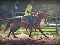 Mare, Standardbred — photo 5