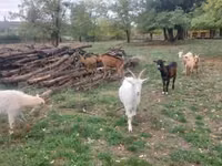 Cabras (lote, sexo no especificado), Cabras — foto 4