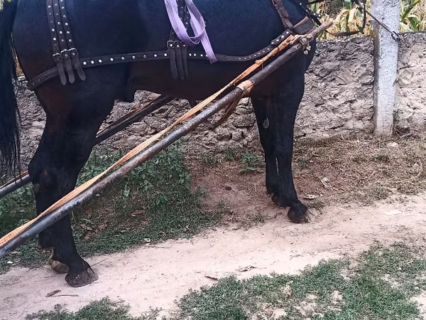 Caballo, Caballos