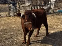 Cow, Dexter — photo 4