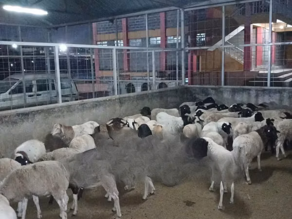 Sheep (batch, sex not specified), Sheep