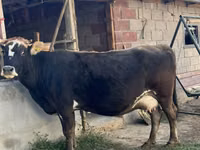 Cow, Alatau breed — photo 2