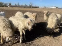 Widder, Merino sheep — Foto 2