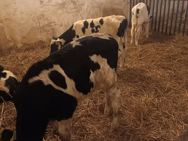 Toro, Russian Black pied cattle