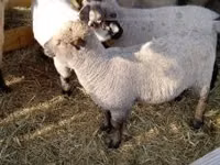 Sheep, Shroshire sheep — photo 2