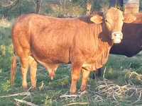 Toro, Bonsemaras — foto 2