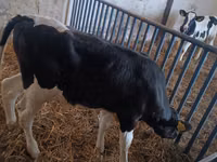 Toro, Ganado vacuno — foto 3
