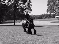 Hengst, Gypsy horse — Foto 3