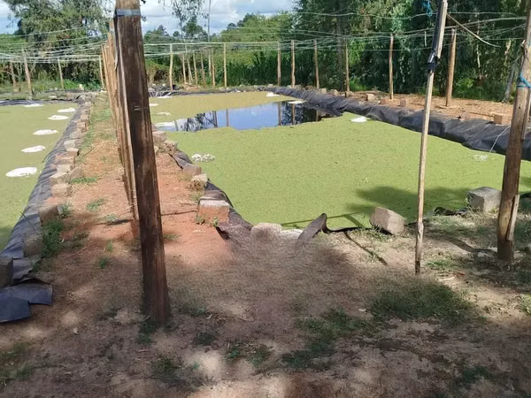 Azolla for Replanting - Big Leaves