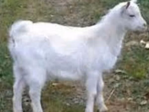 Cabro, Saanen goat