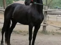 Stute, Friesian — Foto 2