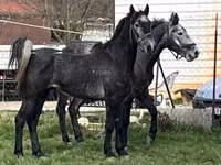 Horses (batch, sex not specified), Lipizzaner — photo 5