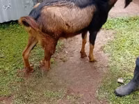 Cabro, Alpine goat — foto 3