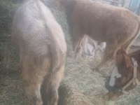 Bull, Auliekol breed — photo 1