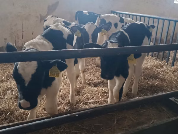 Toro, Russian Black pied cattle