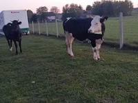 母牛, Simmental cattle — 照片 6
