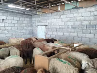 Schaf, Beulah Speckled face sheep — Foto 7