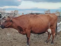 Vaca, Raza Kalmyk — foto 8