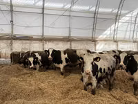 母牛, Russian Black pied cattle — 照片 3
