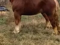 حصان, Suffolk Punch — الصورة 7