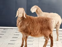Sheep, Hissar sheep — photo 2